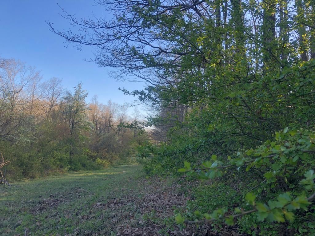 Un sentiero d’erba al margine di un bosco in primavera