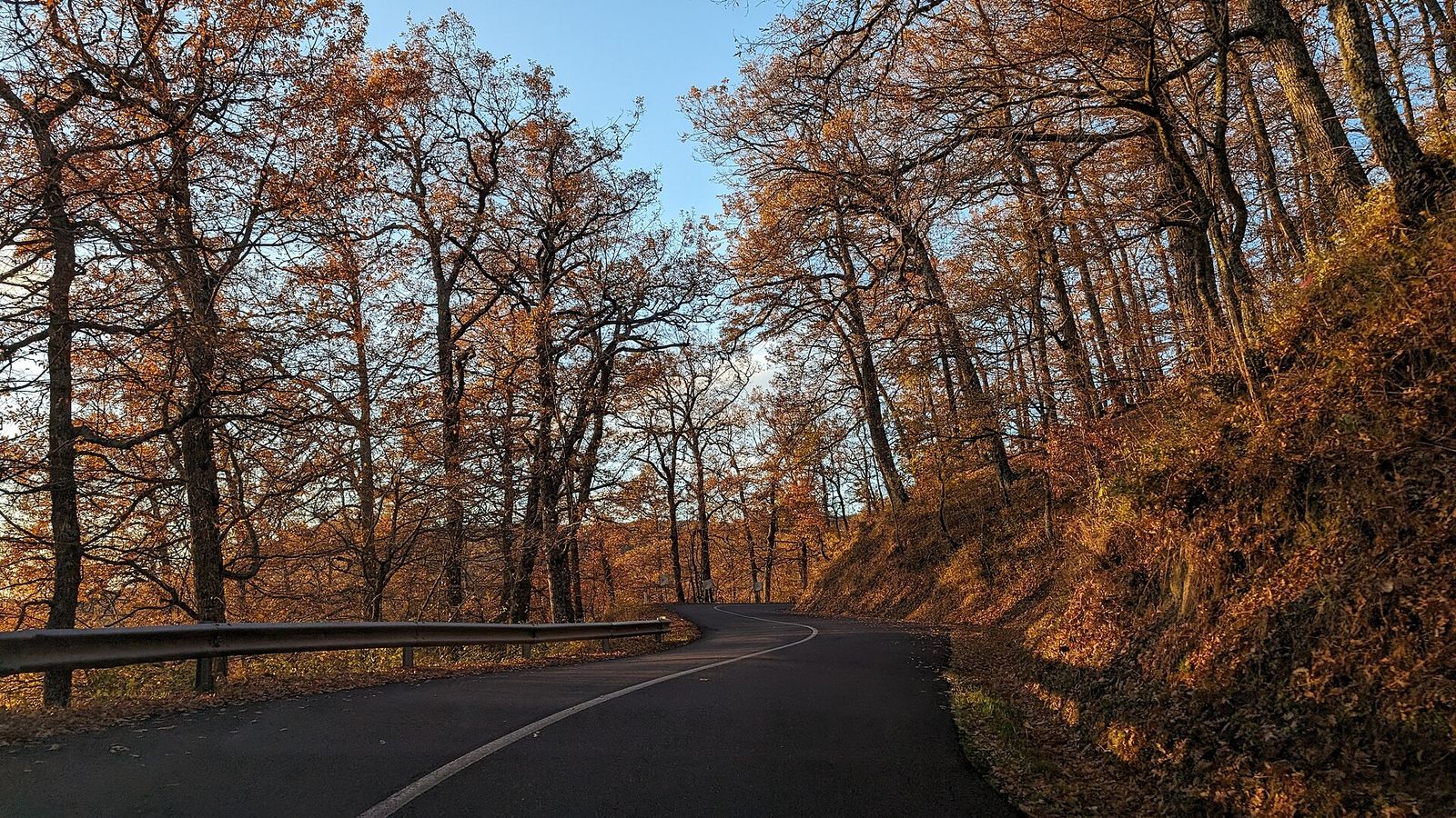 Una strada che attraversa un bosco di querce in autunno, con le foglie arancioni