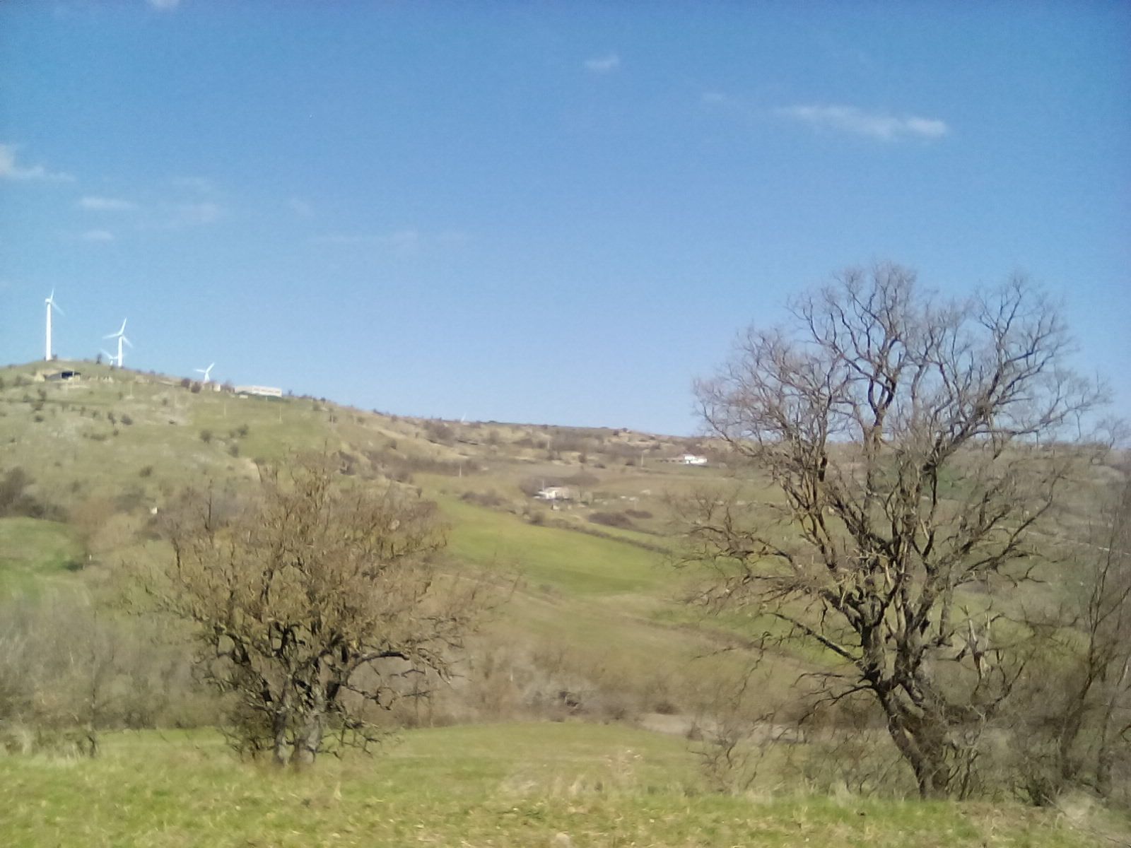 Colline verdi con alberi spogli e pale eoliche in lontananza