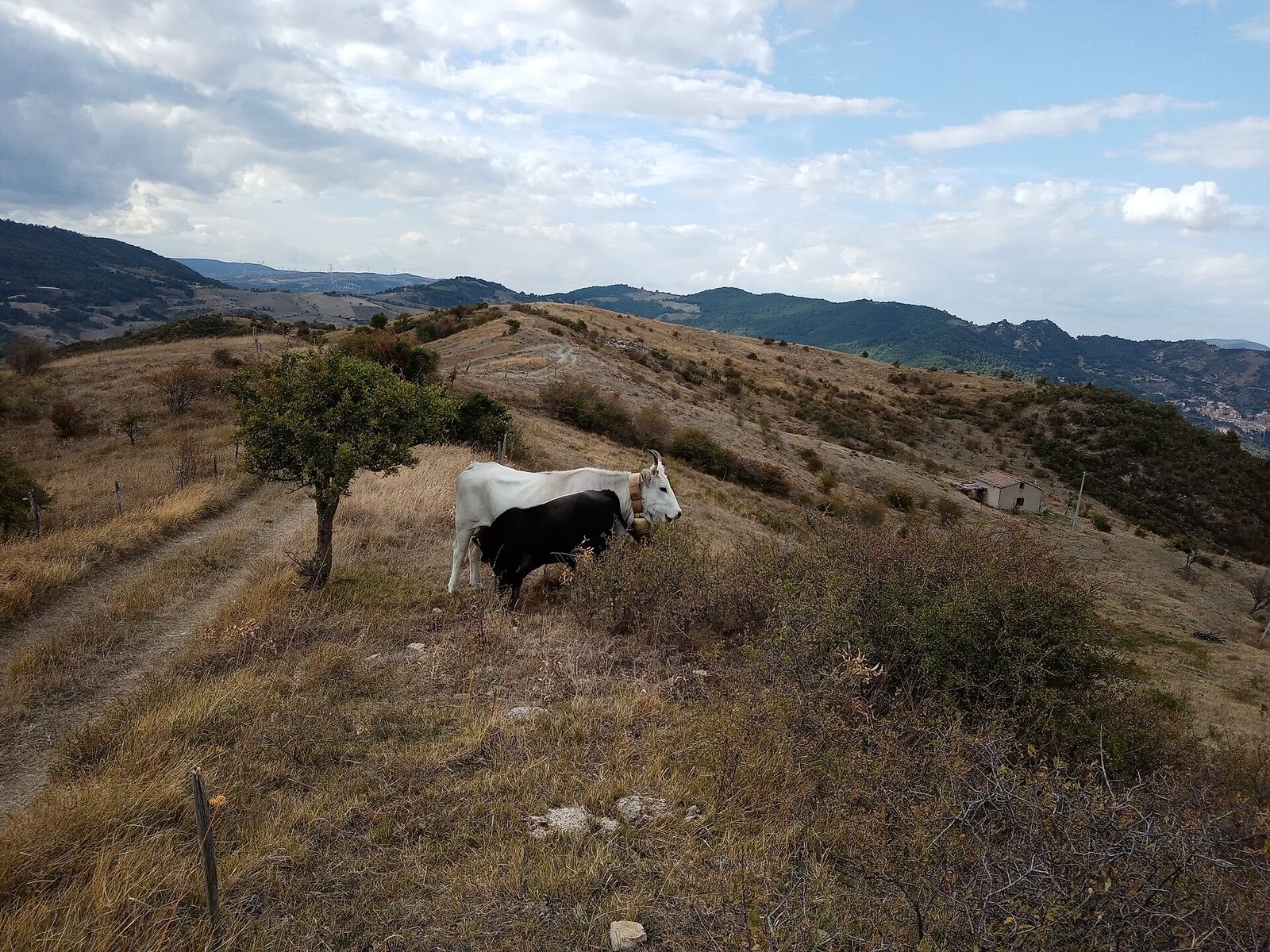 Una vacca podolica bianca con il vitello su una collina